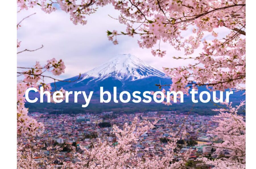 Cherry blossom tour (1)